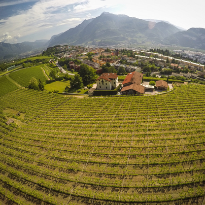 Vigneto in Trentino, cantina Maso Martis