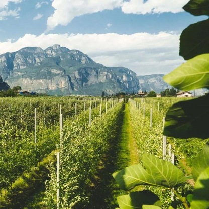 Piantagione di meli in Trentino