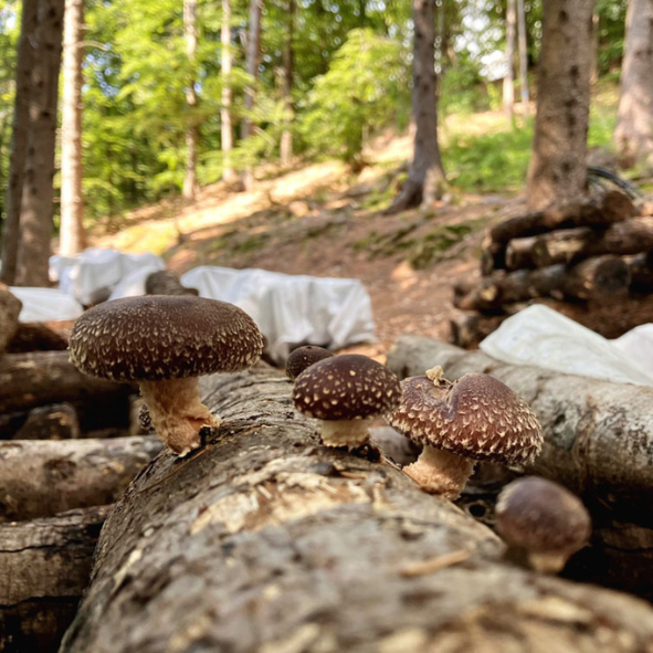 Crema di shiitake bio