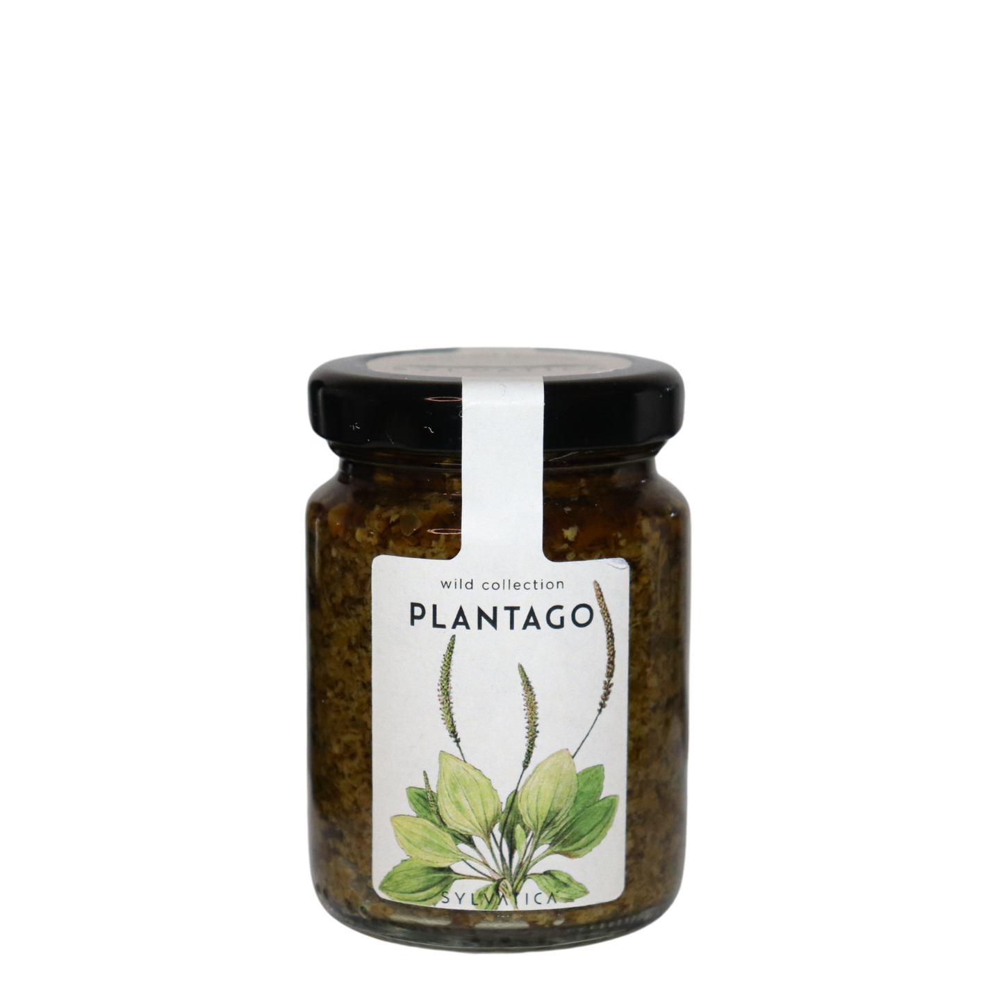 PLANTAGO Plantain Pesto - Sylvatica