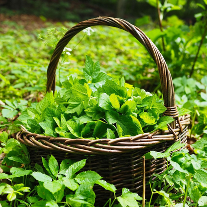 Wildes Rucola-Minz-Pesto ROCKET