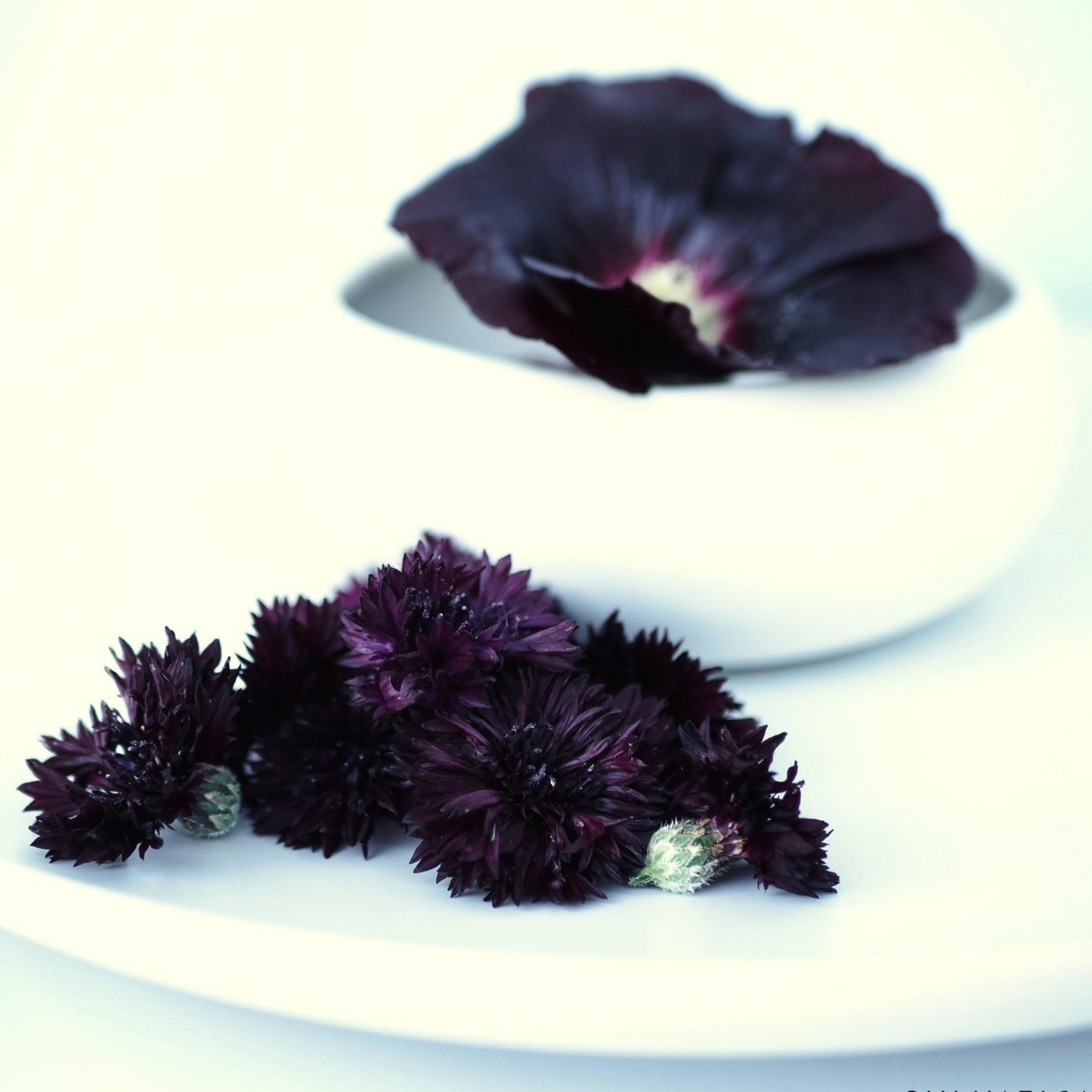 BLACK SUPRÊME herbal tea - Sylvatica