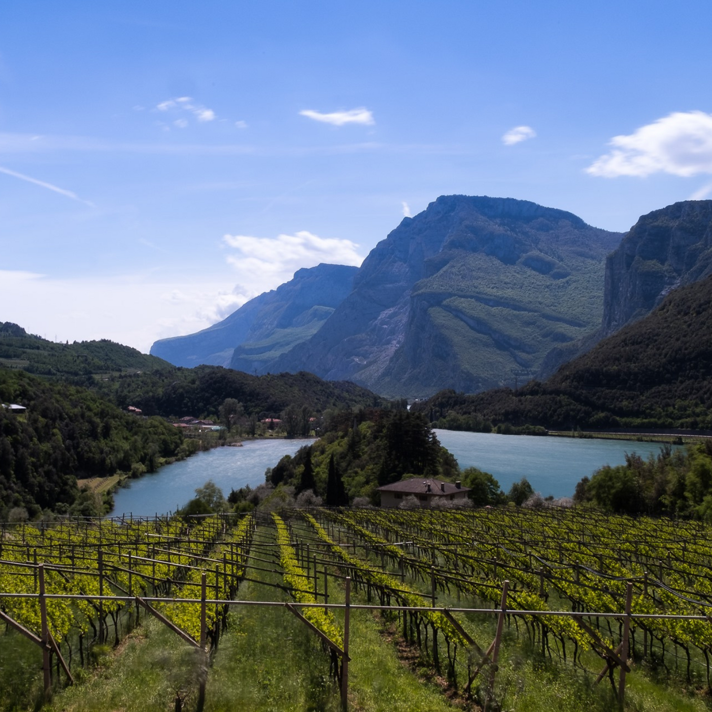 Weinberg Dolomiten IGT Vernatsch "Belle" 2021