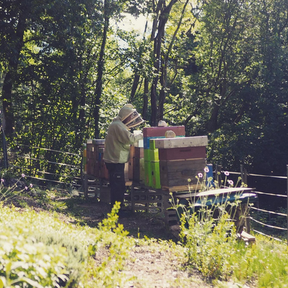 Trentino wildflower honey