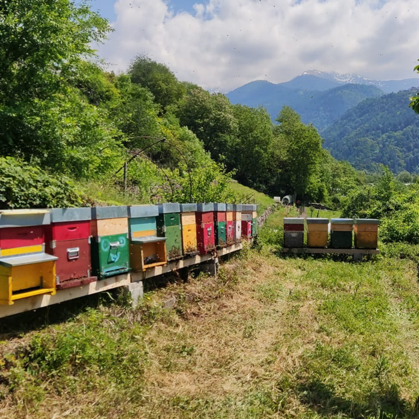 Alpenrosenhonig aus Italien