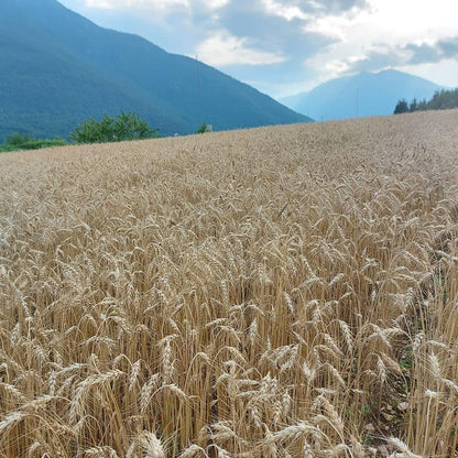 Handgemachte Hartweizen- und Hanfnudeln