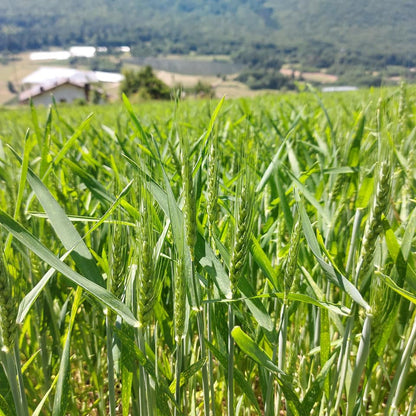 Handgemachte Hartweizen- und Hanfnudeln