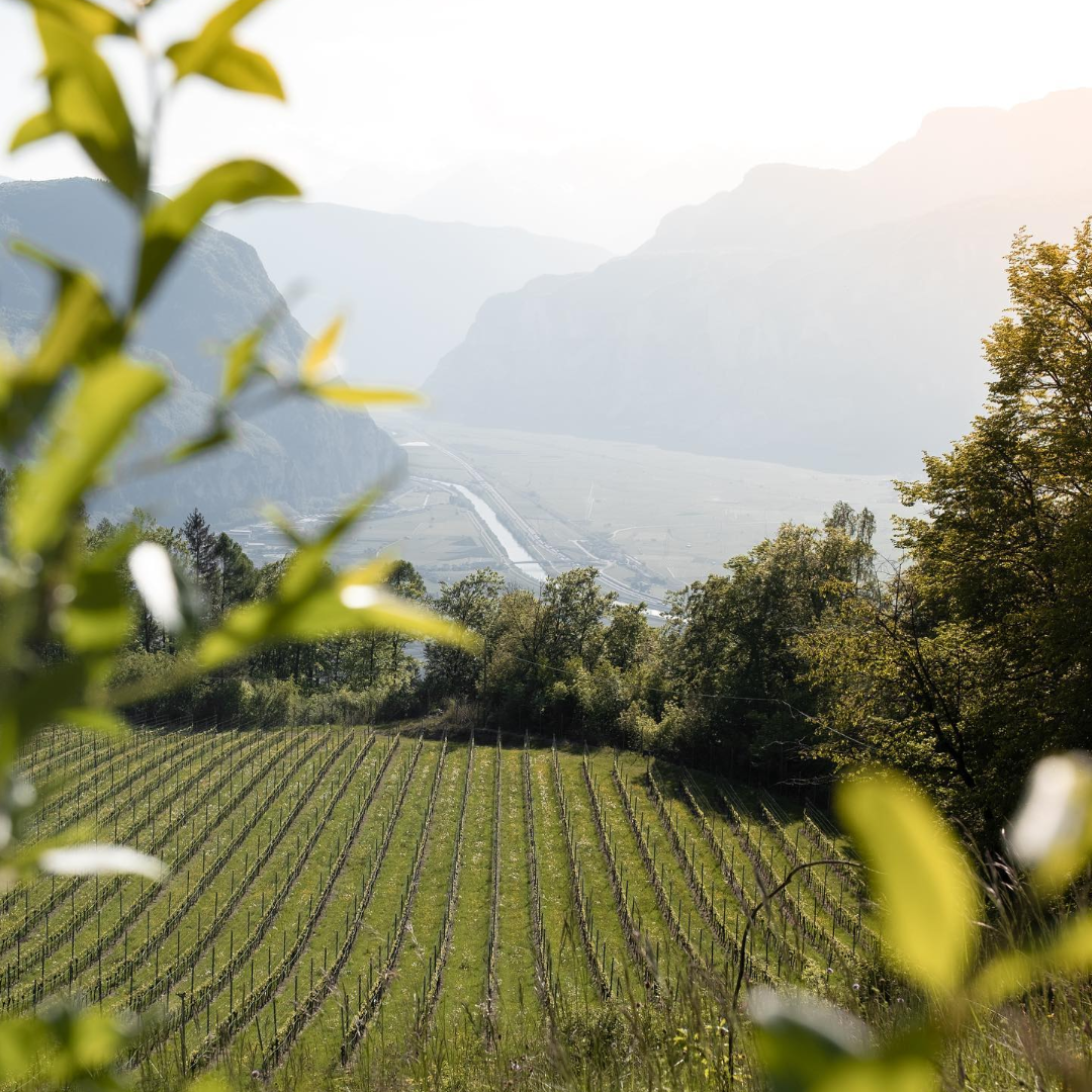 Südtirol DOC Lagrein „Fateni“ 2022 – Salurnis