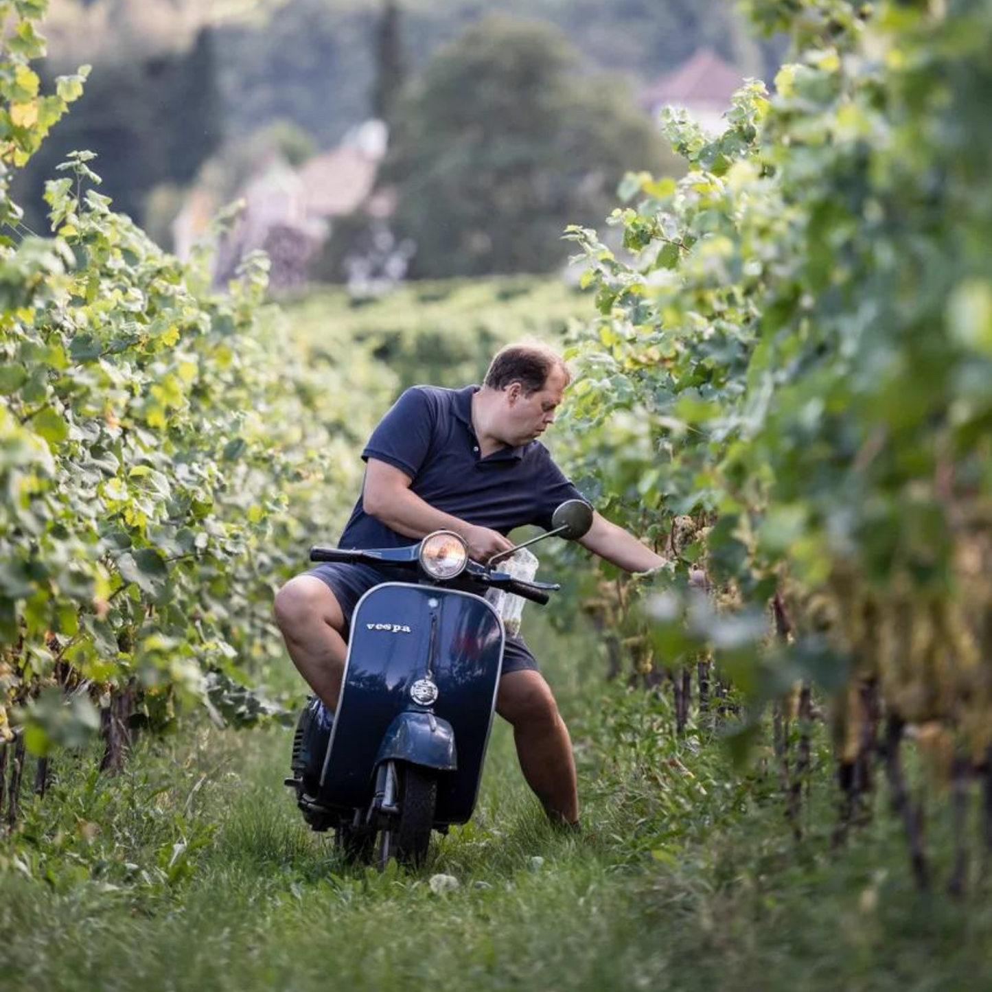 Alto Adige DOC Cuveé Syví 2022 - Klaus Lentsch