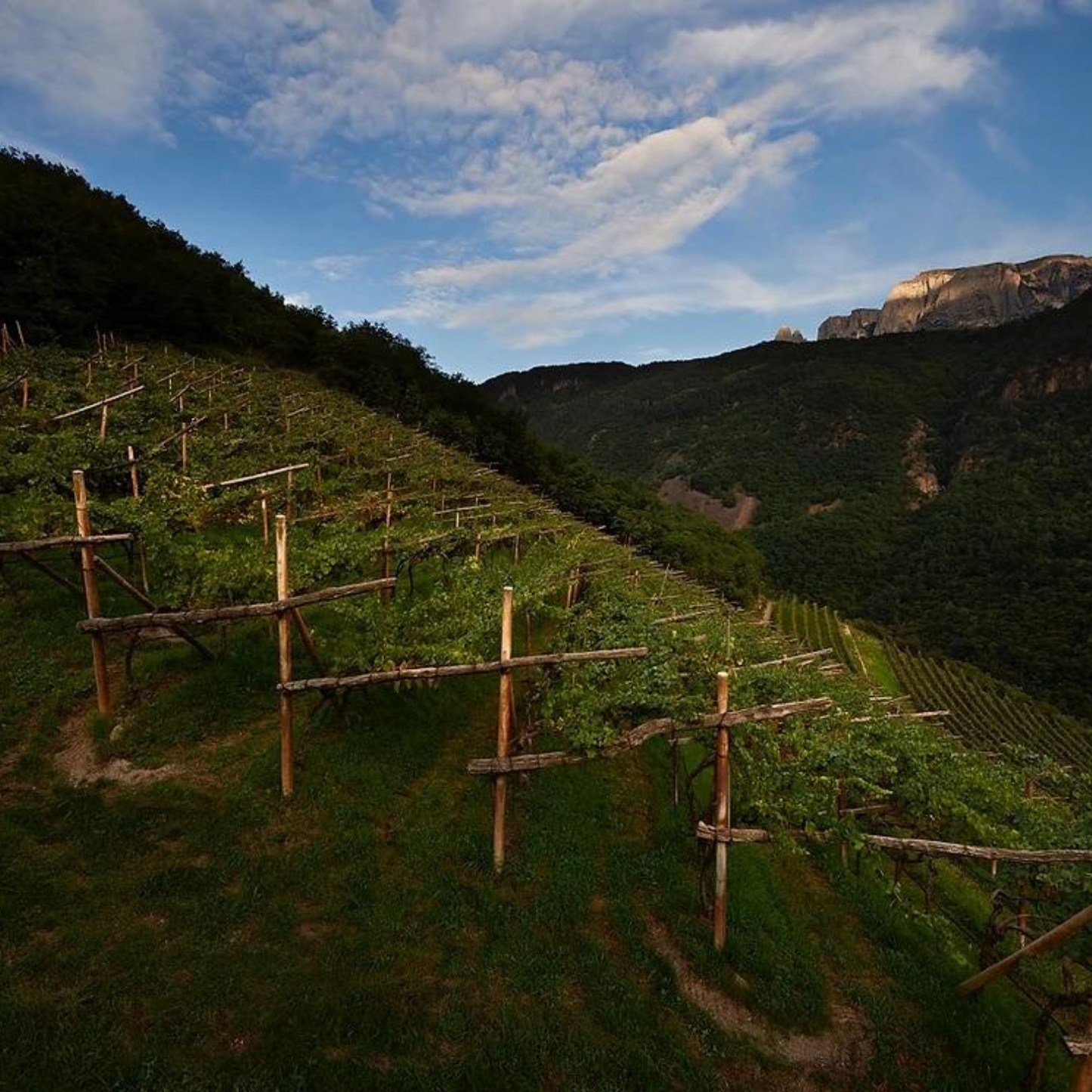 South Tyrol DOC Gewürztraminer “Fuchslahn” 2021 - Klaus Lentsch