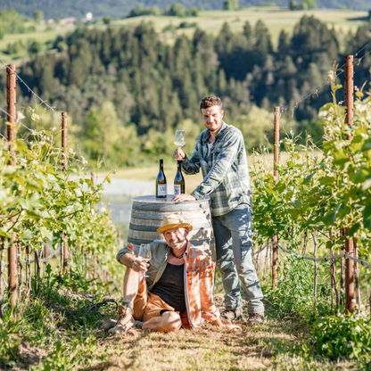 Raccolta dell'uva nel vigneto, cantina Maso Caliari