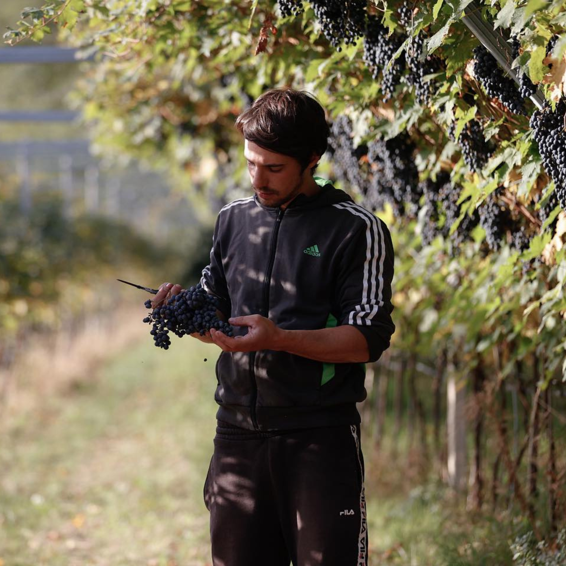 Il produttore controlla l'uva durante la vinificazione, uve Marzemino e Casetta