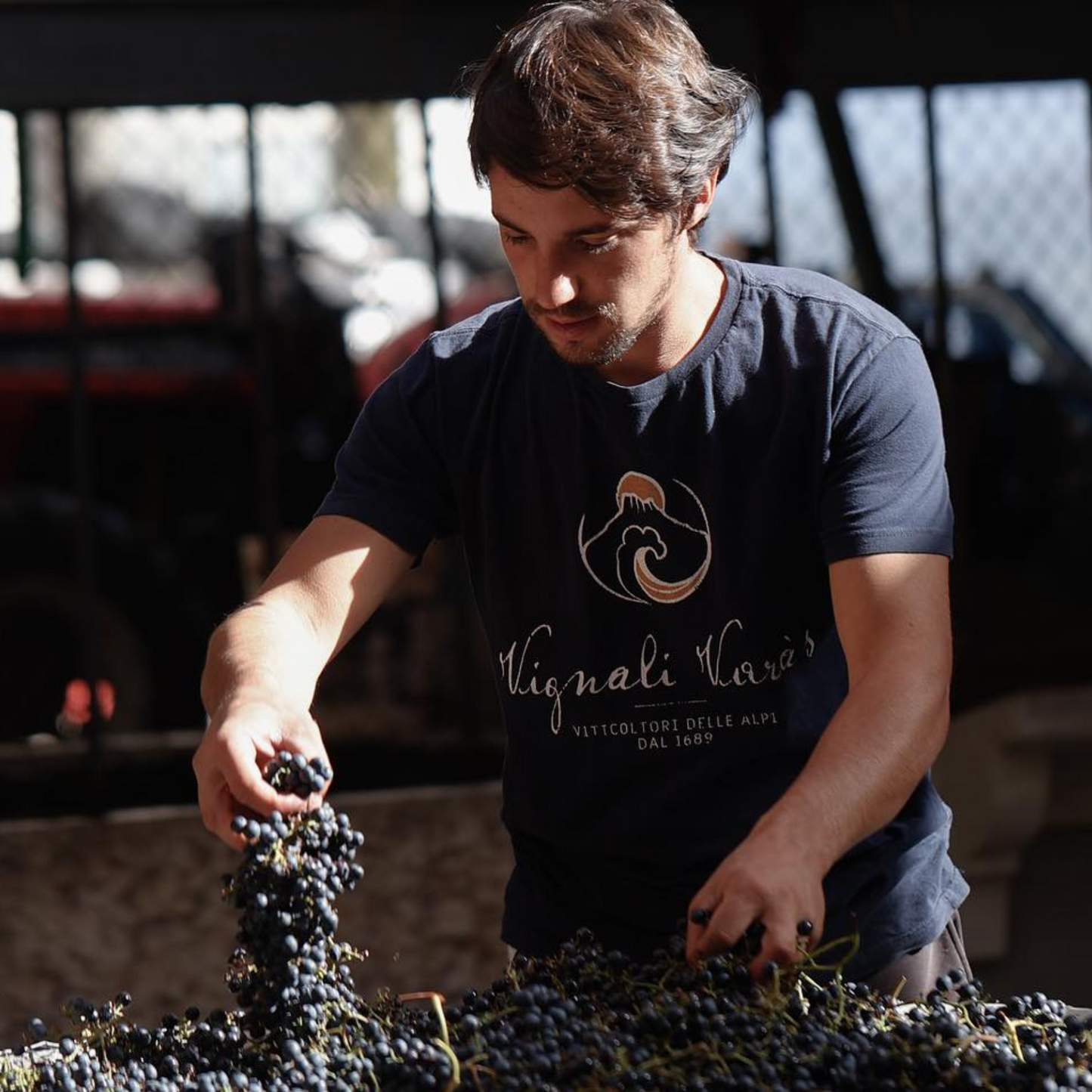 Il produttore controlla l'uva durante la vinificazione, uve Marzemino e Casetta 