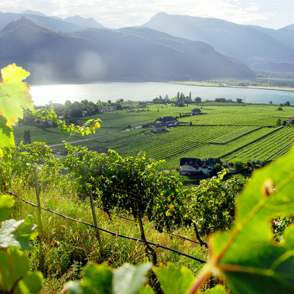 Vigneto in Alto Adige, Alois Lageder