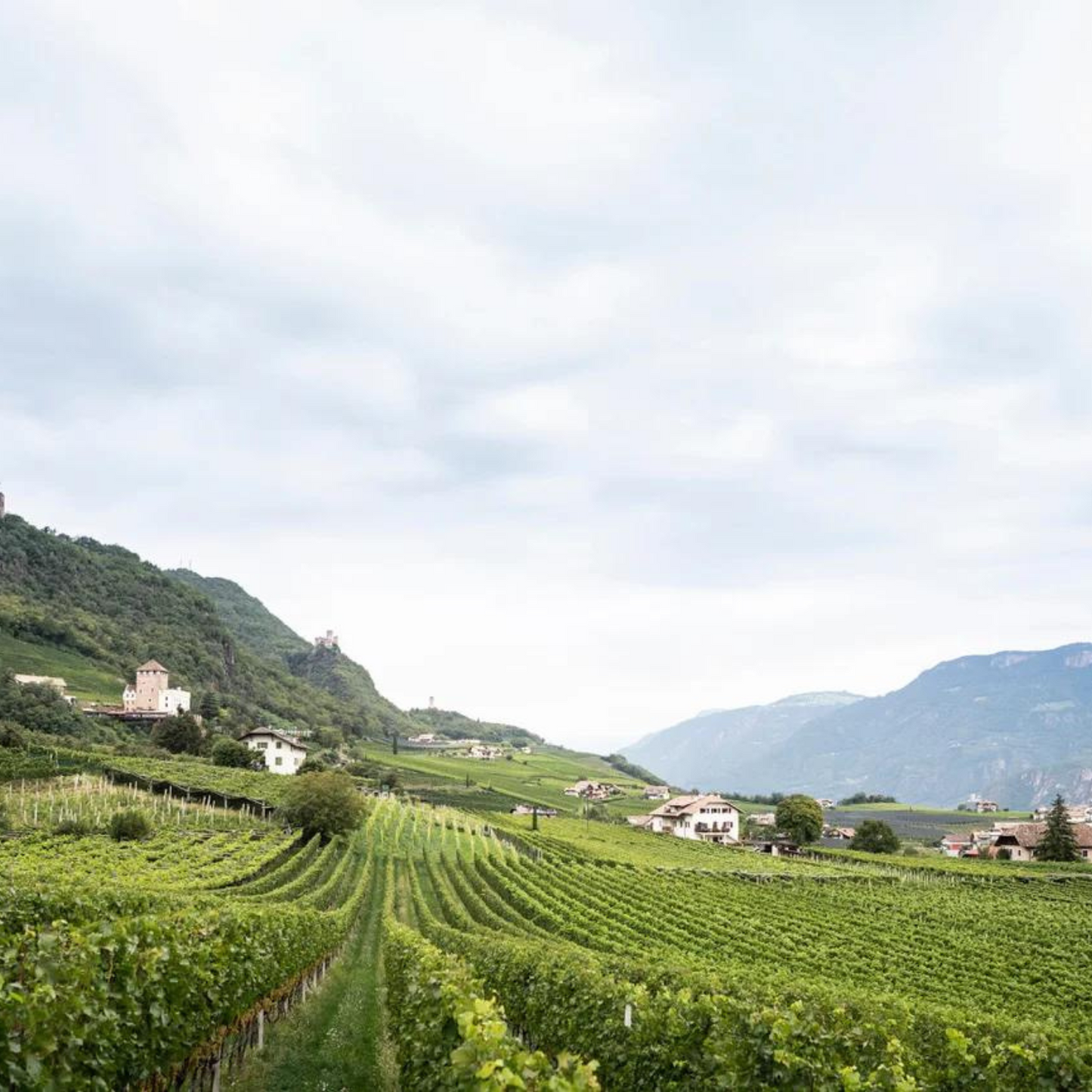 Südtirol DOC Spätburgunder “Bachgart“ 2020 – Klaus Lentsch