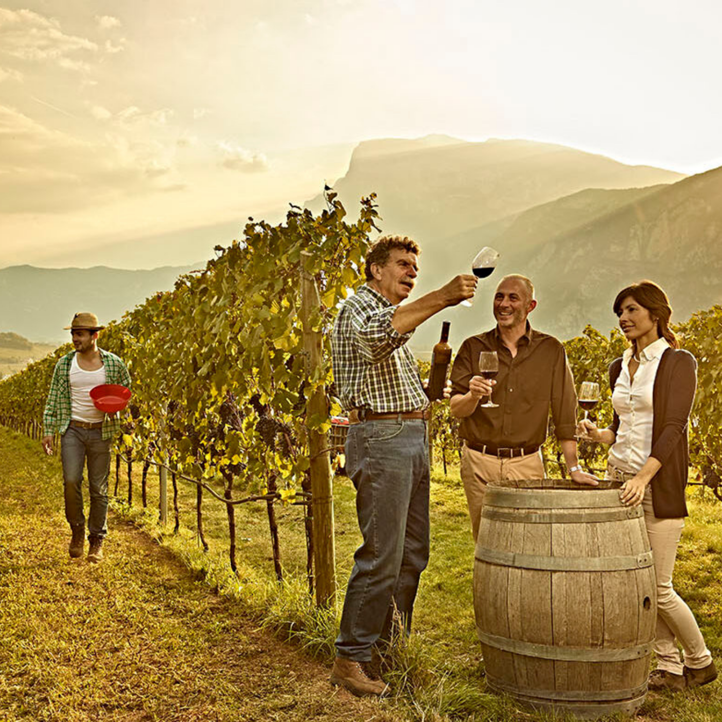 degustazione del vino del produttore Bellavederin in Trentino
