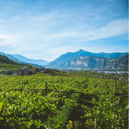 Vigneti delle Dolomiti IGT Schiava “Vernatsch da Vecchie Viti” 2022